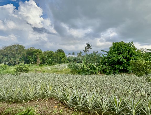 19+ hectares Agricultural Land For Sale