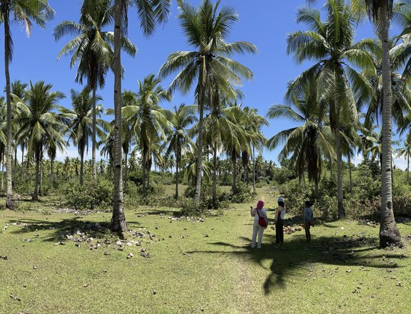 20.97 hectares coconut Farm for Sale in Placer,Masbate