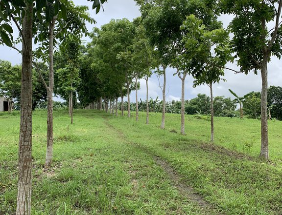 Lot For Sale in Tabogon Cebu City