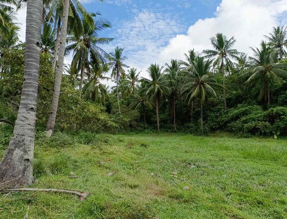 5 hectares Agricultural Farm For Sale in Roxas Palawan