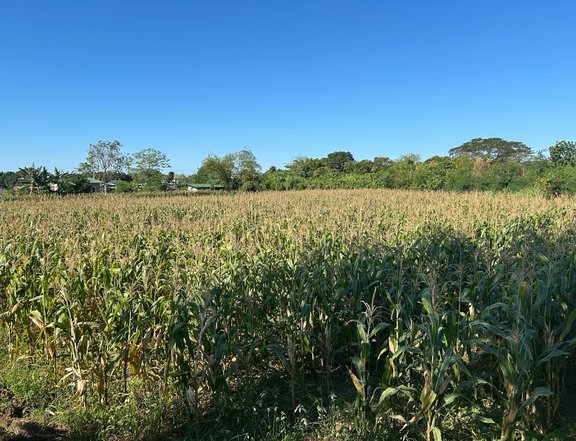 2,865 SQM Rice Land located along Barangay Road in Bulag Cento, Bantay, Ilocos Sur.