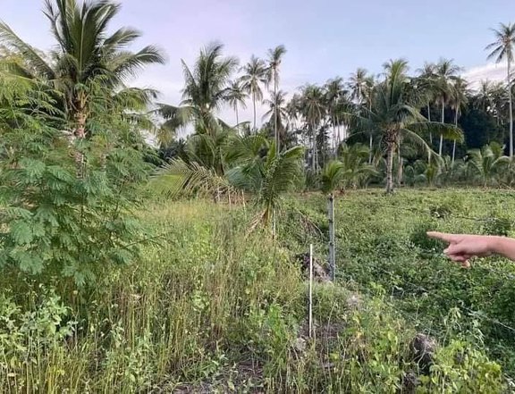 1,000 sqm Farm Lot For Sale in Zambuangta  Negros Oriental