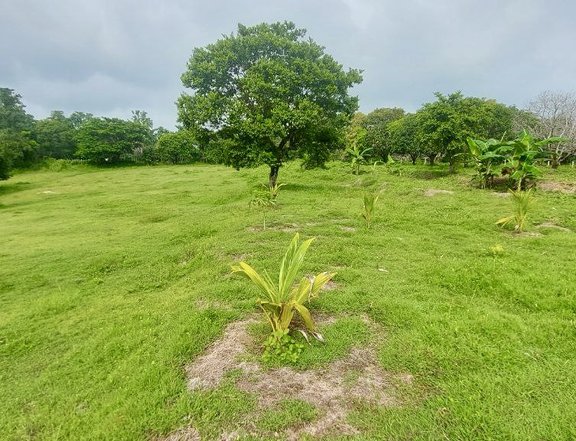 2.05 hectares Agricultural Farm For Sale in Cuyapo Nueva Ecija