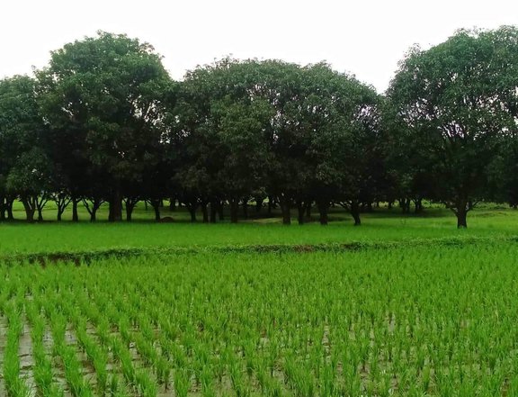 Agricultural 2 hectares Mango Farm For Sale in Tayug Pangasinan