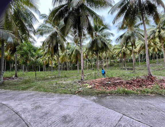 Prime Lot for Sale  Your Dream Awaits! Made Affordable Land for Sale in Samboan Cebu