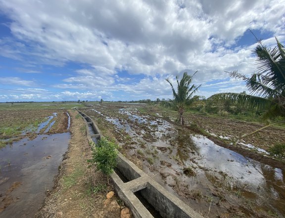 Rice Lot/Field for sale in Nagas Tiwi, Albay