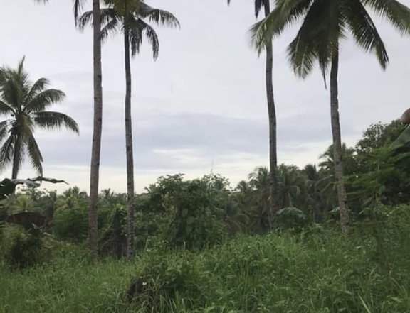 4 hectares Farm Lot For Sale in Samal Davao Del Norte Costing Only 2.5M per Hectare