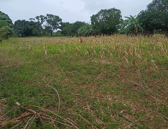 1,400 sqm Agricultural Farm For Sale in Silang Cavite