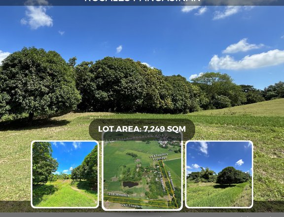 7,249 sqm Mango Farm For Sale in Rosales Pangasinan P550/sq.m