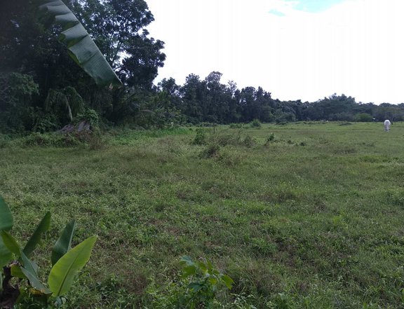 Farm Lot along barangay road for sale.