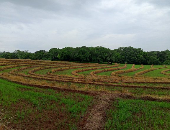 Farm land with mango trees