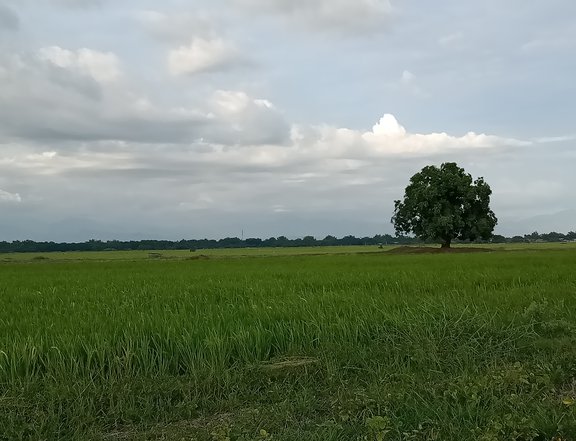 2 HECTARE FARM LOT FOR SALE LOCATED AT UNZAD VILLASIS, PANGASINAN