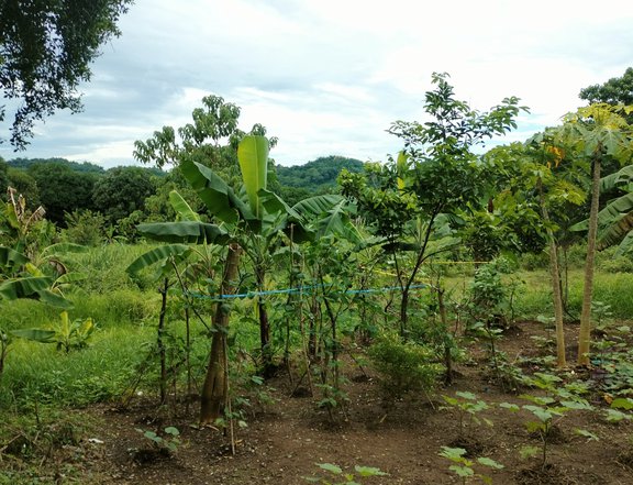Raw Land