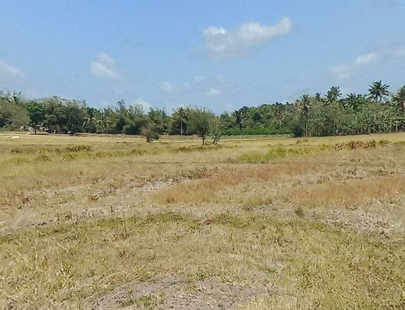 Ricefield for sale
