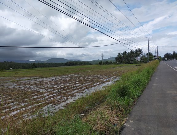 Rice field land