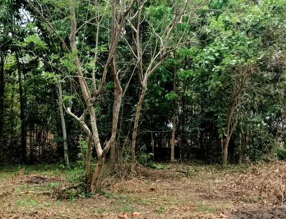 300 sqm Farm Lot For Sale in Indang Cavite