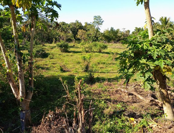 Farm lot with Tagaytay weather for sale in Cavite-Good choice