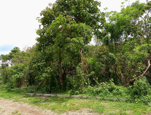 Affordable Farm Lot  in Alfonso Cavite 10 minutes away from Twinlakes