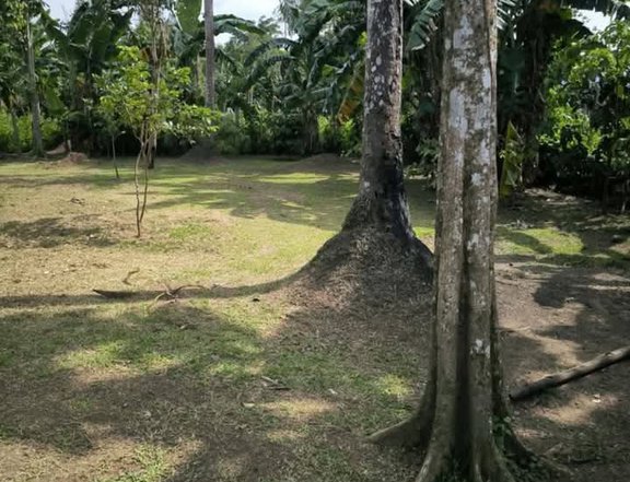 800 sqm Residential Farm For Sale in Pila Laguna