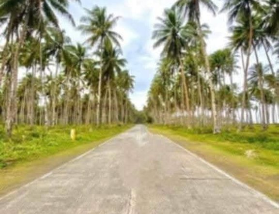 Beach with coconut land