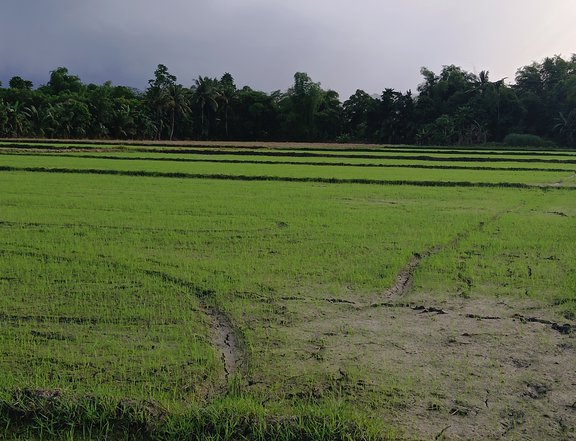 Rice farm is good for investment for retirements specialy in the provencies and with out any hasle..