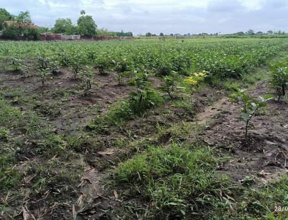 1.4 hectares Farm Lot For Sale in Porac Pampanga