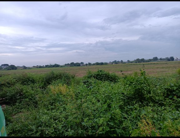 4 hectares Lot For Sale in Cabanatuan Nueva Ecija