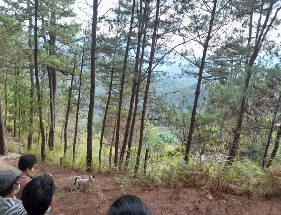 Lot for sale 2 hectares Lot Location baguio city Contact 09559336270