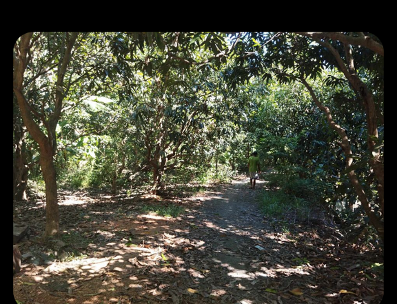 I am selling a  lot and the type is Agricultural land with an area of 5895 sqm