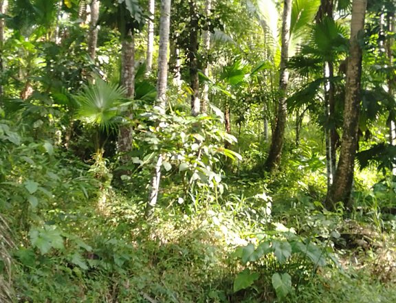 4 hectares farm lot for sale in casiguran sorsogon