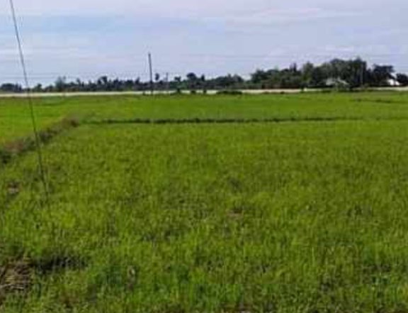 The farm is located along the national highway corner barangay road.