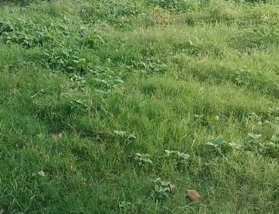700 sqm Residential Lot For Sale maasim san ildefonso bulacan