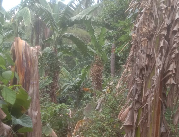 Farmlot with fruit bearing trees, frontage 30 meters contiguous to the Barangay Road, titled