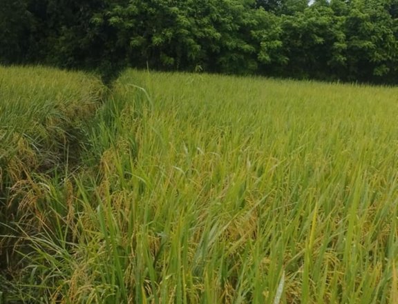 Rice field, clean title direct owner direct buyer