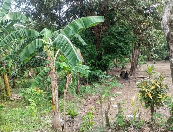 1.08 hectares Residential Farm For Sale in Indang Cavite
