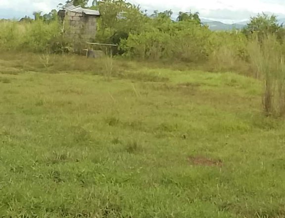 1.55 hectares Residential Farm For Sale in Penaranda Nueva Ecija