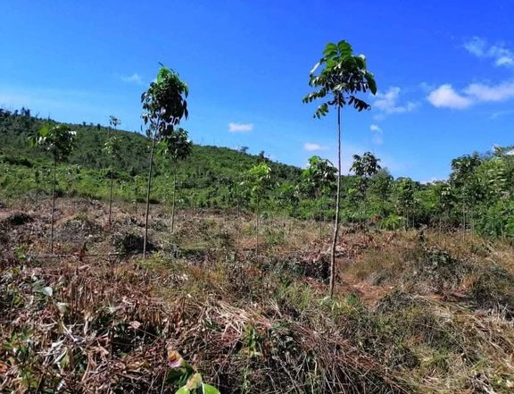 3.6 hectares Farm Lot For Sale in Puerto Princesa Palawan