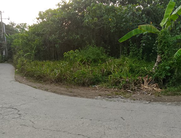 1 hectare Resident Farm for sale in Amadeo Cavite