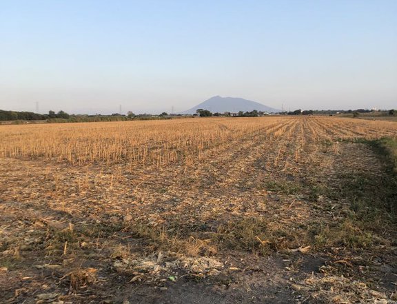 3.9 hectares Agricultural Farm for sale in Concepcion Tarlac