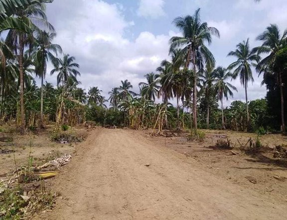 NEWLY OPEN FARM LOT INDANG COOL CLIMATE