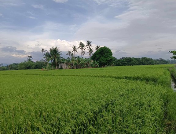 4 hectares Agricultural Lot forsale in Libtong Oriental Mindoro