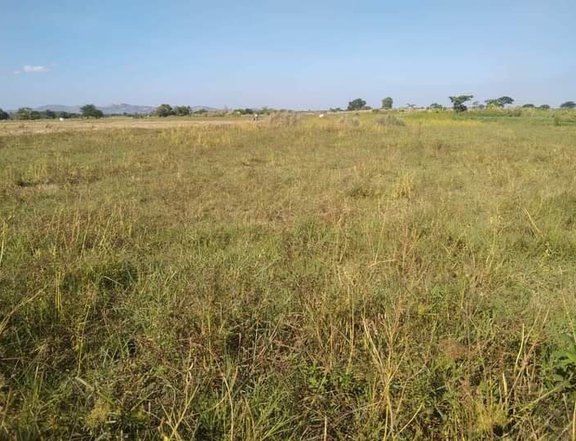 2.2 hectares Agricultural Farm For Sale in bongabon nueva ecija