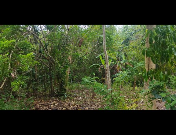 20 hectars farm lot upland for sale