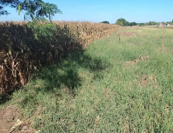 1 hectare Commercial Lot For Sale nueva ecija main road