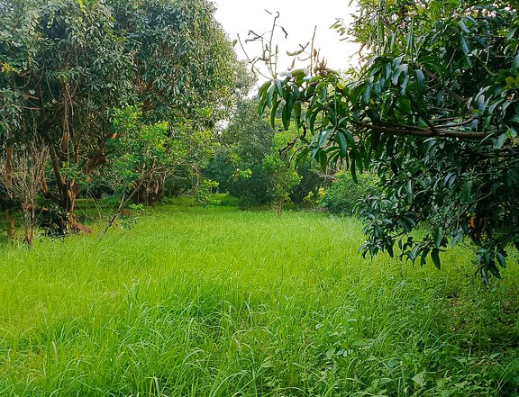 installment farm lot 5,000sqm