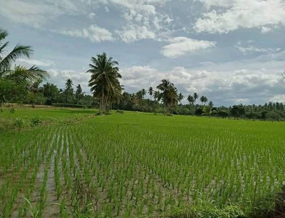 Farm lot for sale in bansalan, Magsaysay davao del sur