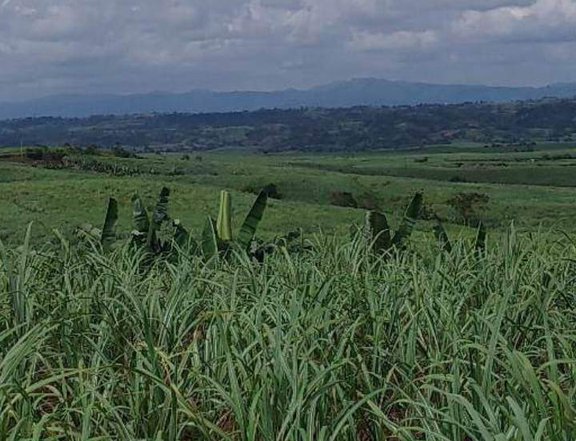 Sugar cane land farm