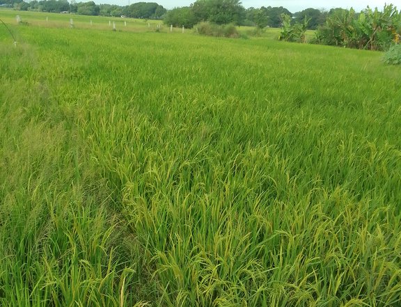 Farm Lot For Sale in Rosales Pangasinan