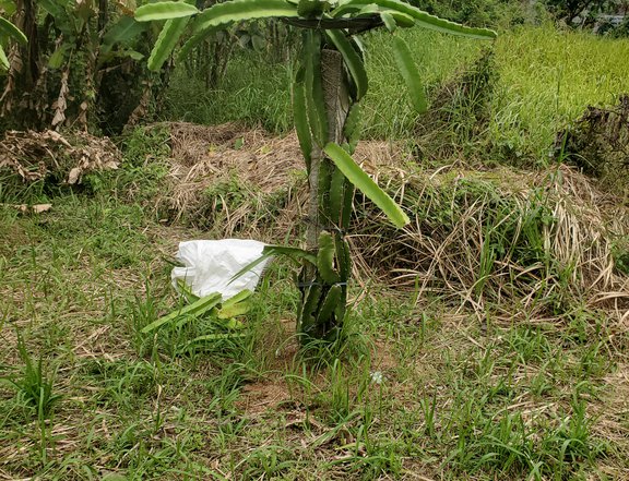 1000 sqm farm lot for sale in bgy. Talon Amadeo Cavite