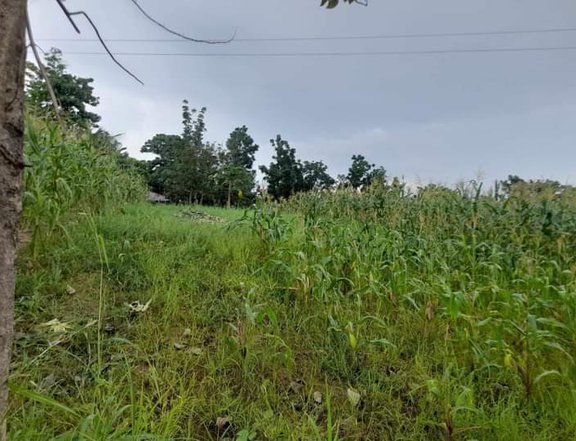 3.6 hectares Agricultural Farm For Sale in Lian Batangas